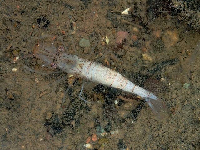 Inodosporus octosporus Cotton or Milk disease of prawn Palaemon serratus fungi images