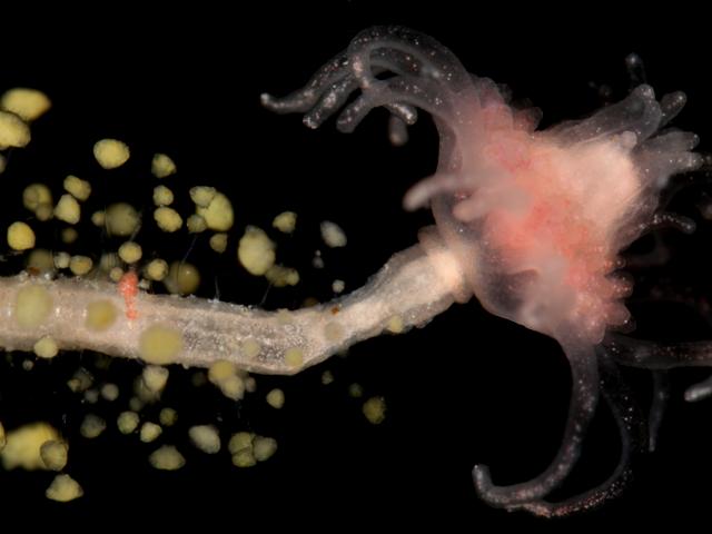 Marine fungus on the hydroid Ecotopleura larynx images