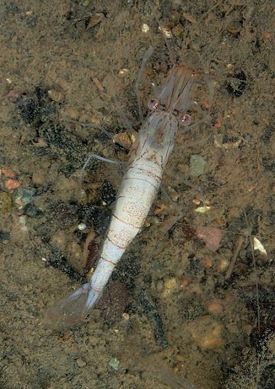 Marine Fungi Images UK