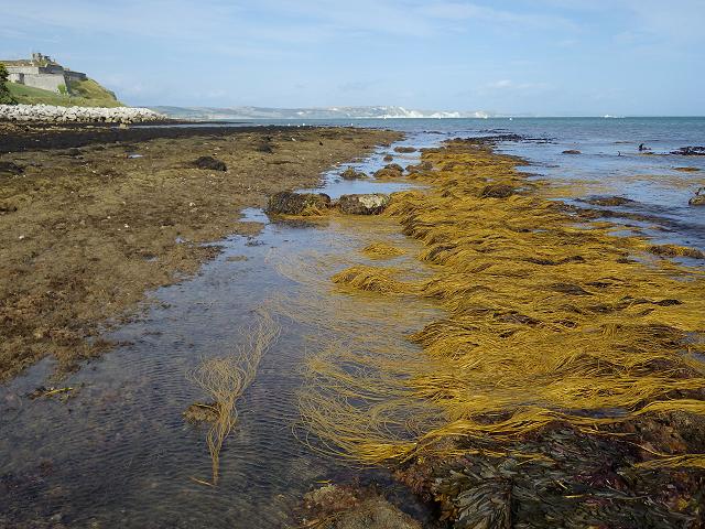Limestone ledges Belmont Newtons Cove Weymouth Dorset Geological Images