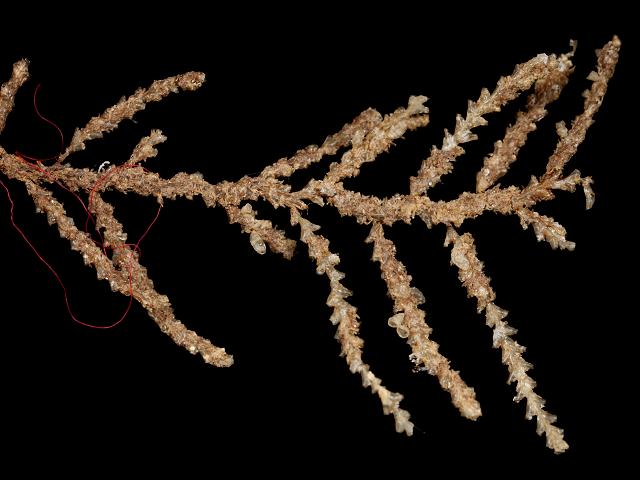 Abietinaria abietina hydroid hydrozoa Images