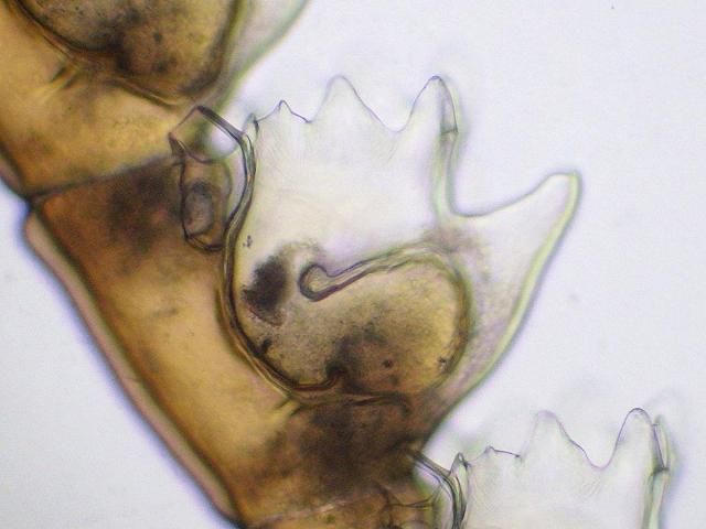 Aglaophenia kirchenpaueri aglaopheniid hydroid Hydrozoa Images