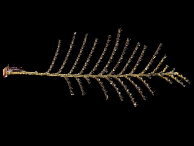 Aglaophenia pluma aglaopheniid hydroid Hydrozoa Images