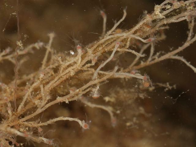 Bougainvillia muscus Hydroid Hydrozoa Images