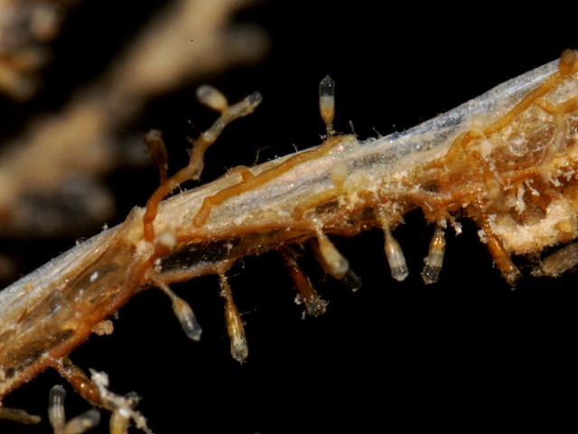 Calycella syringa campanulinidae campanulinid hydroid Hydrozoa Images