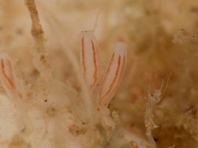 Campanularia hincksii campanulariid hydroid Campanulariidae Hydrozoa Images