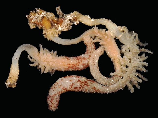 Candelabrum cocksii A Candelabrum Hydroid Hydrozoa Images