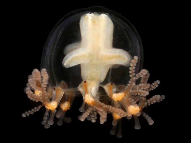 Cladonema radiatum Root arm Medusa Hydrozoa Images