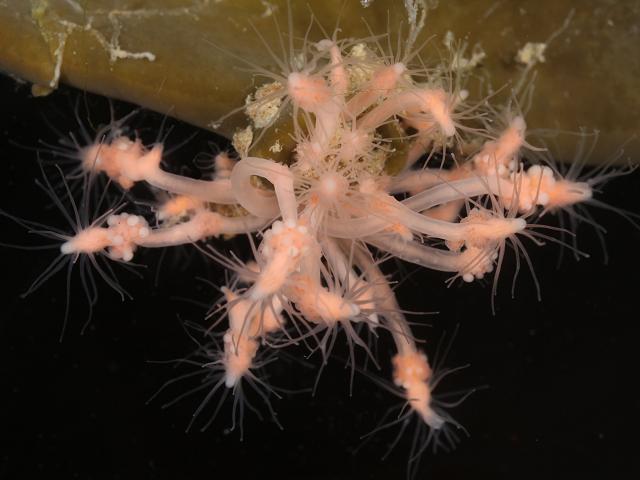 Clava multicornis Club Headed Hydroid Many horned Hydrozoa Images