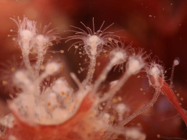 Clytia hemisphaerica campanulariid hydroid Hydrozoa Images