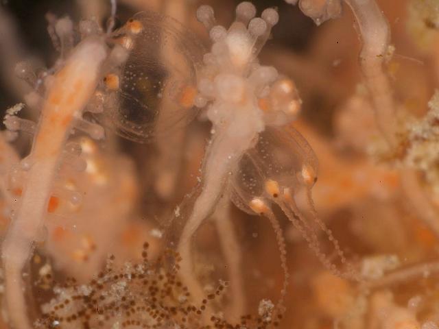 Coryne eximia Sarsia Hydroid Hydrozoa Images