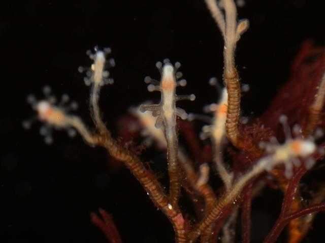 Coryne pusilla Hydroid Hydrozoa Images