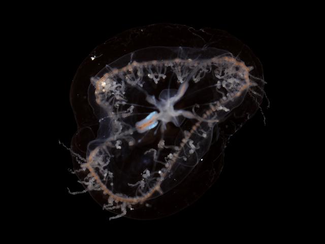 Dipleurosoma typicum Dipleurosomatid hydroid Hydrozoa Images