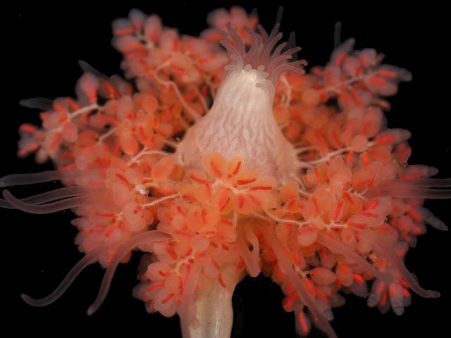 Tubularia Ectopleura larynx Tubulariid hydroid Hydrozoa Images