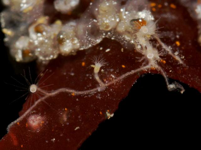 Halecium species similar to Halecium pusillum haleciidae haleciid hydroid images
