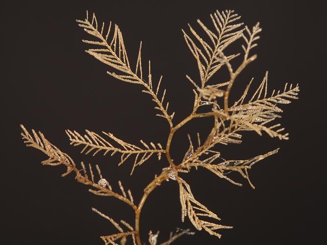 Hydrallmania falcata Hydroid Hydrozoa Images