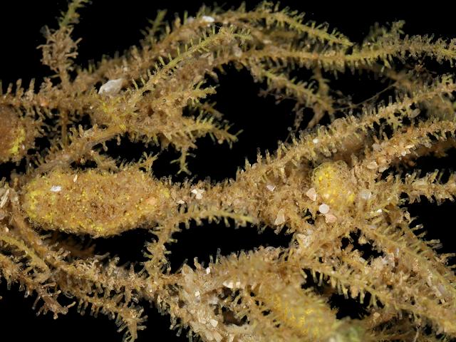 Lafoea dumosa lafoeid hydroid coppinia lafoeidae Hydrozoa Images
