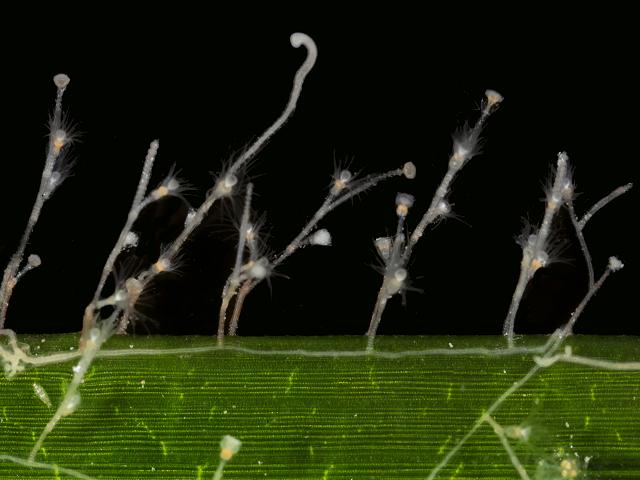 Laomedea angulata Seagrass sea fir Campanulariid hydroid Campanulariidae Hydrozoa Images