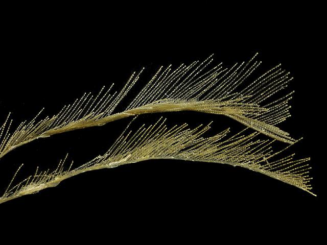 Lytocarpia myriophyllum aglaopheniidae aglaopheniid hydroid Hydrozoa Images