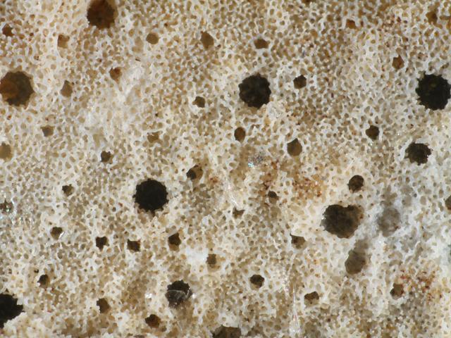 Millepora species Fire coral hydroid Hydrozoa Images