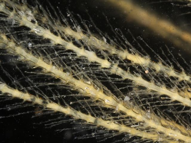 Nemertesia antennina Sea beard Thecate hydroid Hydrozoa Images