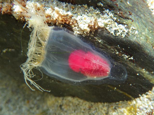 Neoturris pileata Pandeidae hydrozoa hydroid Brain jelly Medusa Hydrozoa Images