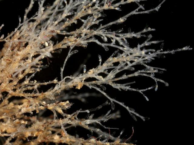 Opercularella lacerata campanulinid hydroid Campanulinidae Hydrozoa Images