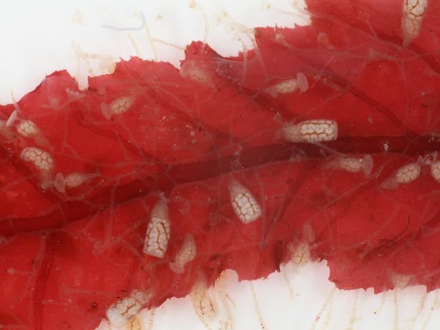 Orthopyxis caliculata campanulinid hydroid Campanulinidae Hydrozoa Images