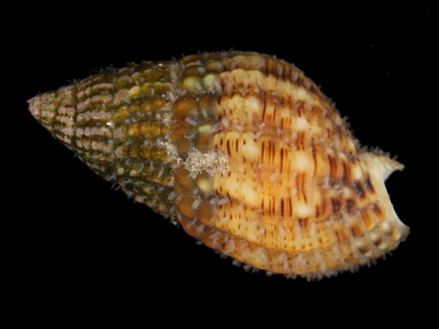 Podocoryna carnea Smoothspined snailfur Hydractiniidae hydroid Hydrozoa Images