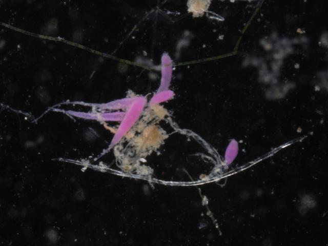 Protohydra leuckarti Protohydrid hydrozoan hydromedusa hydromedusae Hydrozoa Images