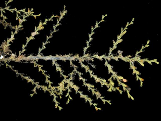 Sertularella polyzonias sertulariid hydroid sertulariidae Hydrozoa Images