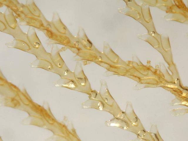 Sertularia argentea or cupressina sertulariid hydroid sertulariidae Hydrozoa Images