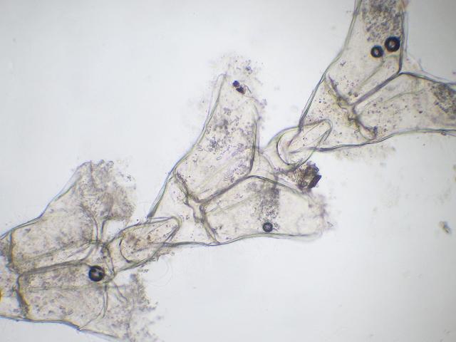Sertularia distans sertulariid hydroid sertulariidae Hydrozoa Images
