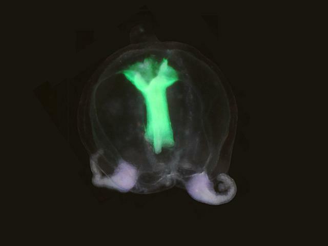 Amphinema dinema Pandeidae hydrozoa hydroid Medusa Hydrozoa Images