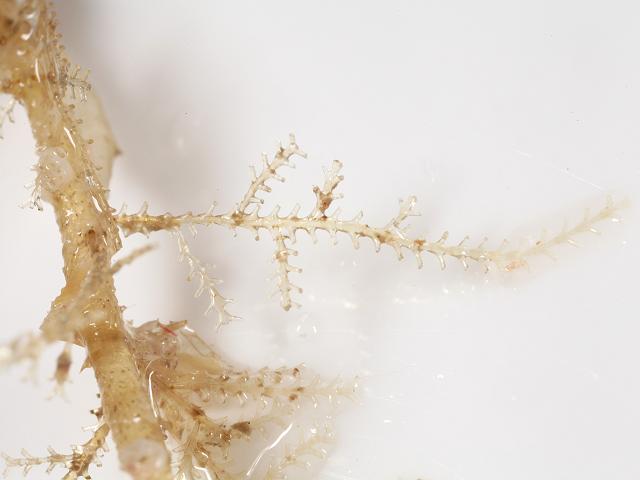 Diphasia attenuata sertulariid hydroid sertulariidae Hydrozoa Images