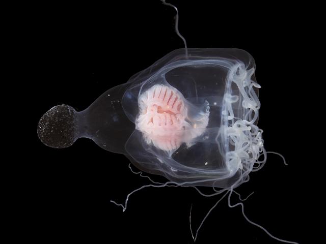 Leuckartiara octona Pandeidae hydrozoa hydroid Brain jelly Medusa Hydrozoa Images
