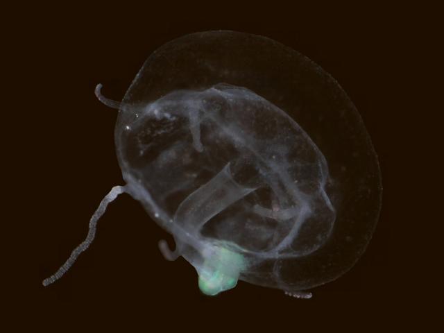 Liriope tetraphylla Geryoniidae Trachylinae Trachymedusae medusae Hydroid Hydrozoa Images