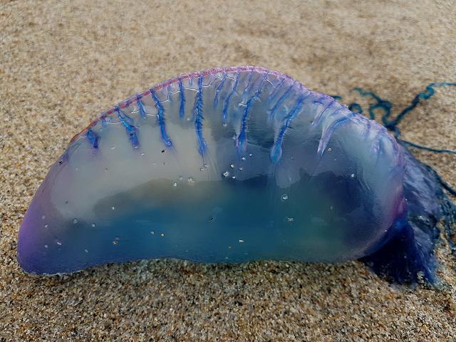 Physalia physalis Portuguese Man of War Blue Bottle Floating Terror Hydrozoa Images