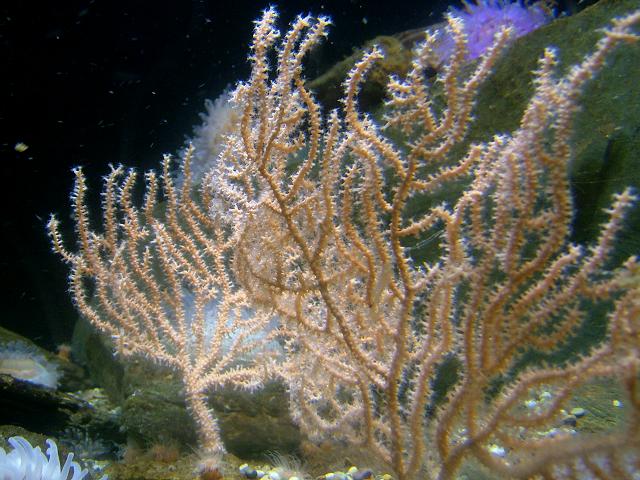 Pink sea fan or Lady thorn Eunicella verrucosa images