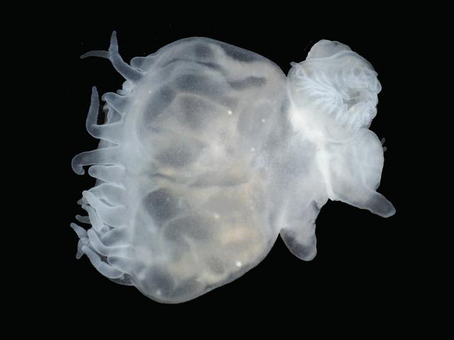 Aurelia aurita Moon Jellyfish polyp Marigold sea jelly Scyphozoa Images