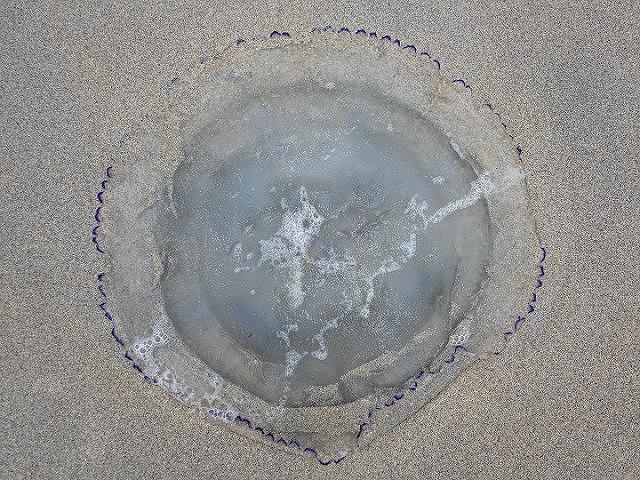 Rhizostoma octopus Northern Rootmouth Dustbin Lid Barrel Jellyfish Images