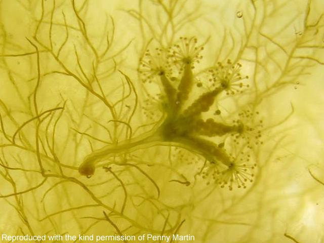 Haliclystus auricula Kaleidoscope jellyfish Penny Martin Orkney Islands Staurozoa Images