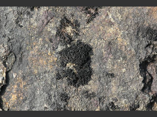 Lichina confinis Lichen Images