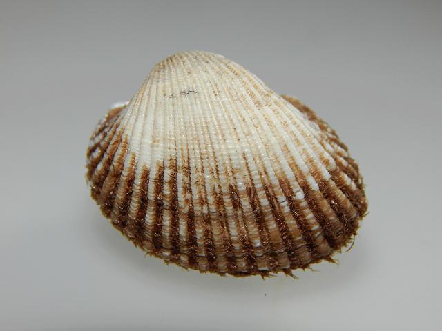 Anadara gibbosa dilivii ark Marine Bivalve Images