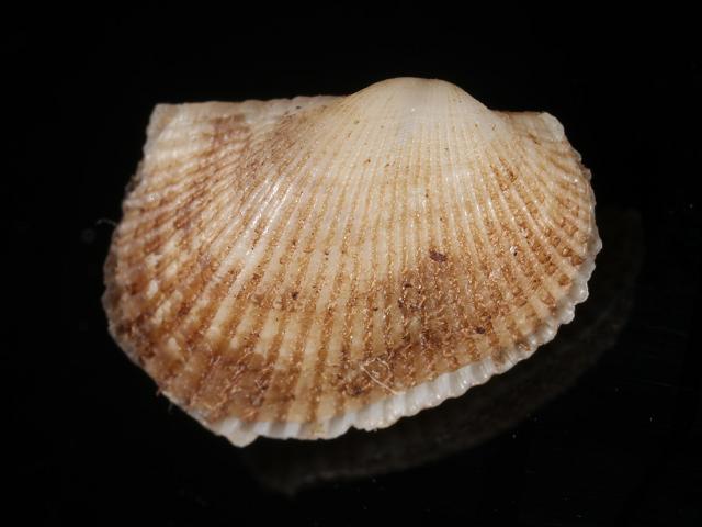 Anadara transversa Transverse ark Marine Bivalve Images