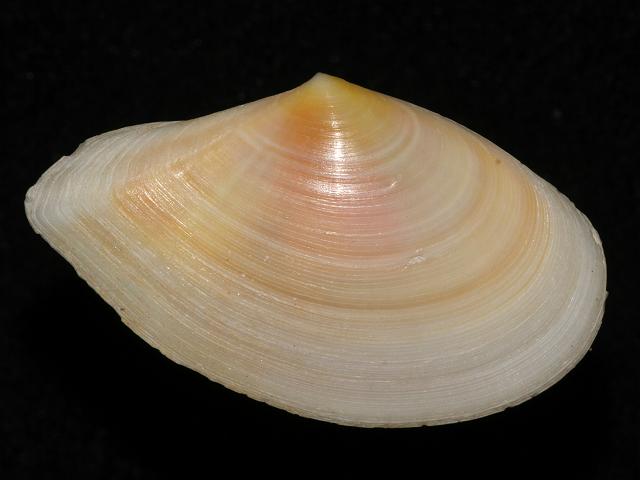 Bosemprella incarnata syn Angulus incarnatus Tellina incarnata squalidus Rough Tellin
