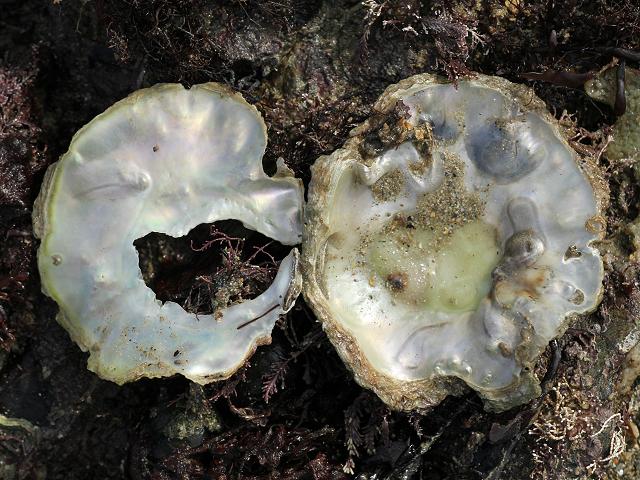 Anomia ephippium Saddle Oyster Marine Bivalve Images