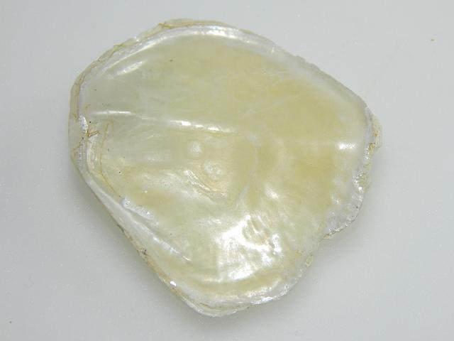 Anomia simplex Common jingle shell Saddle Oyster Marine Bivalve Images