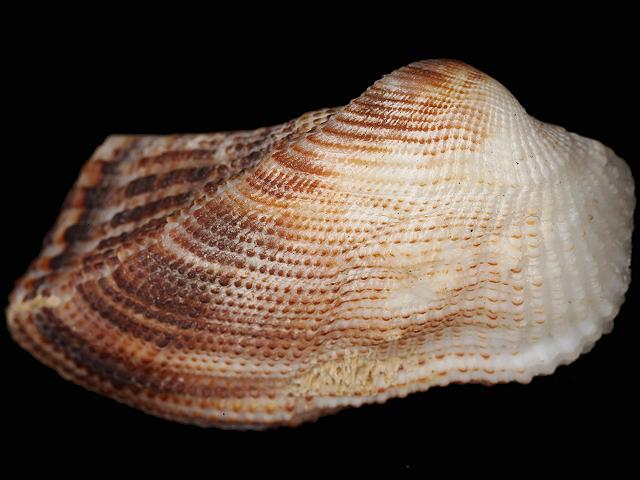 Arca imbricata Mossy ark shell Marine Bivalve Images