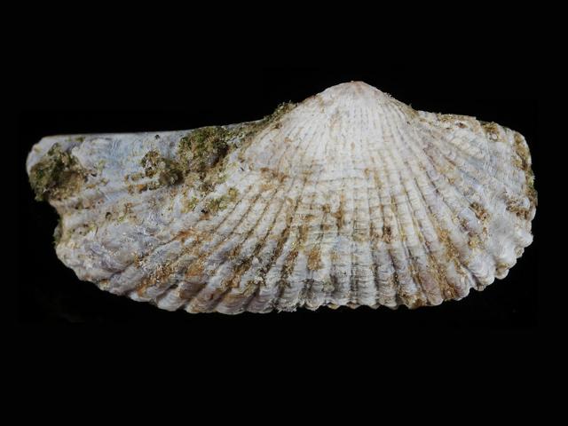 Arca zebra Turkey Wing Ark shell Marine Bivalve Images